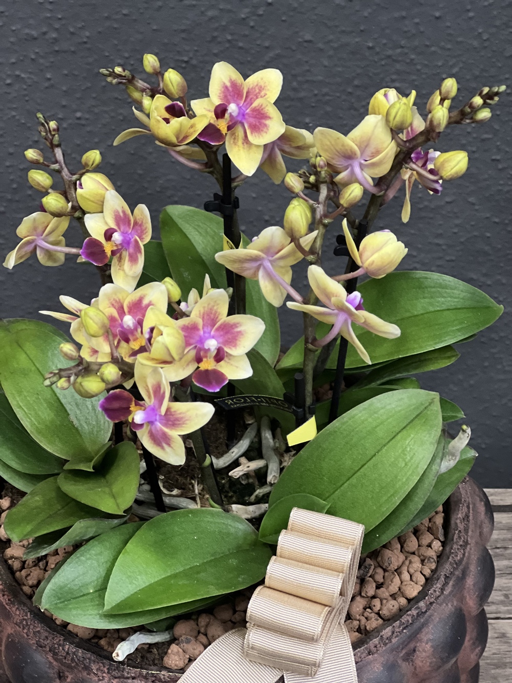 6 Dallı Sarı Mini Orkide