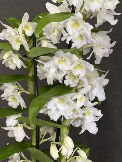 Dendrobium Orkide ( kokulu beyaz orkide )