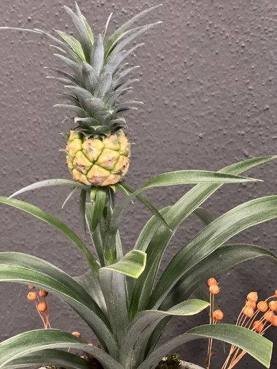 Ananas