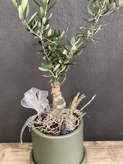 Zeytin Ağacı