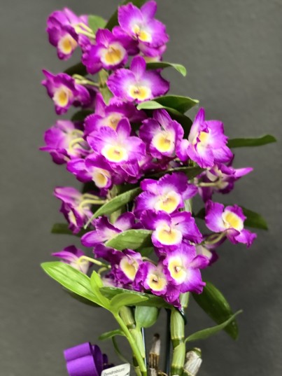 Dendrobium Orkide