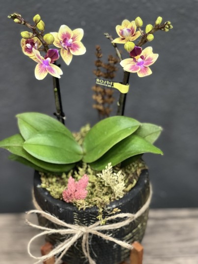 Sarı Mini Orkide