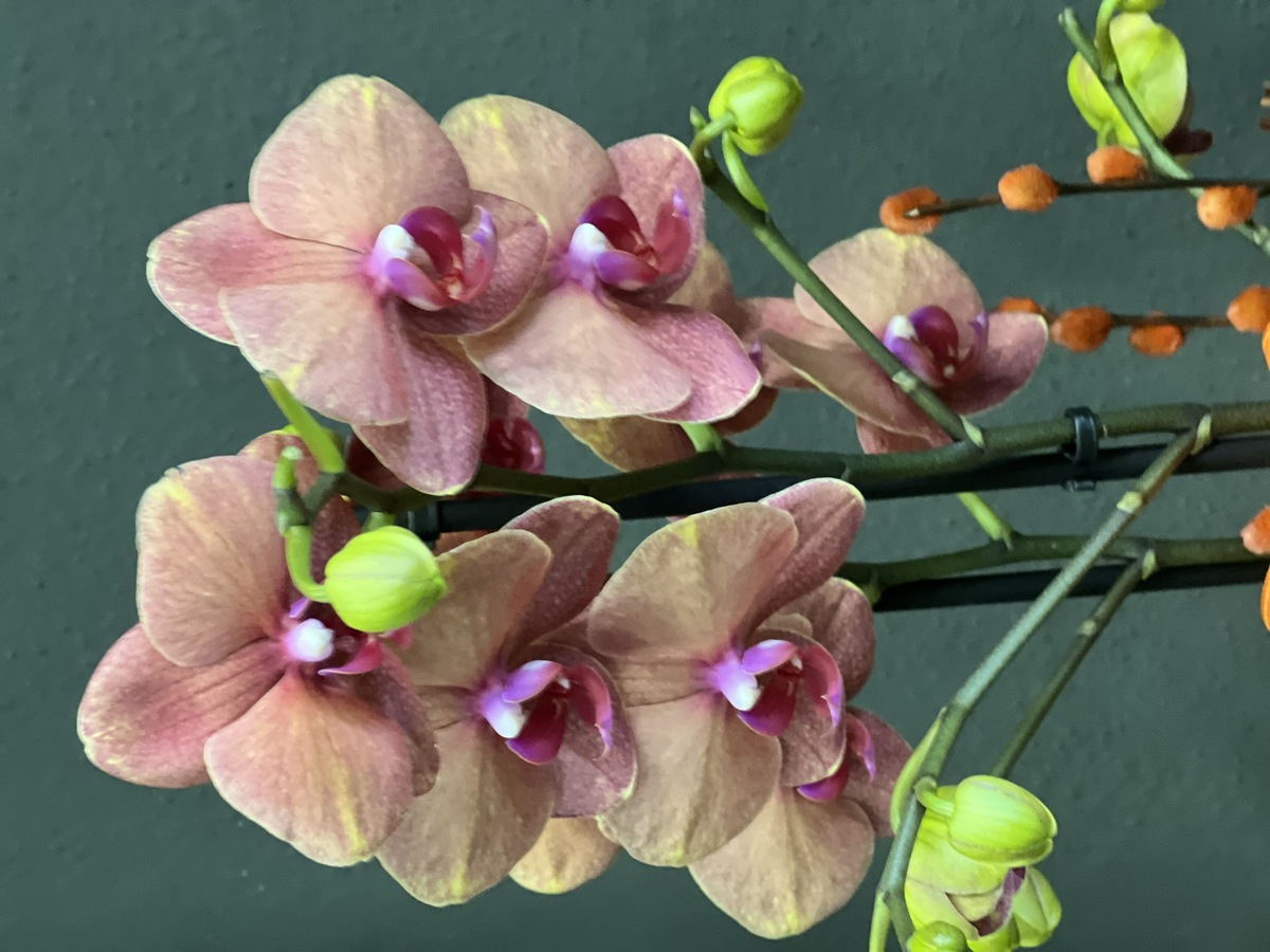 Turuncu Orkide