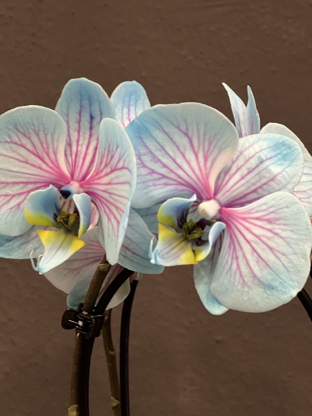 Mavi Midi Orkide