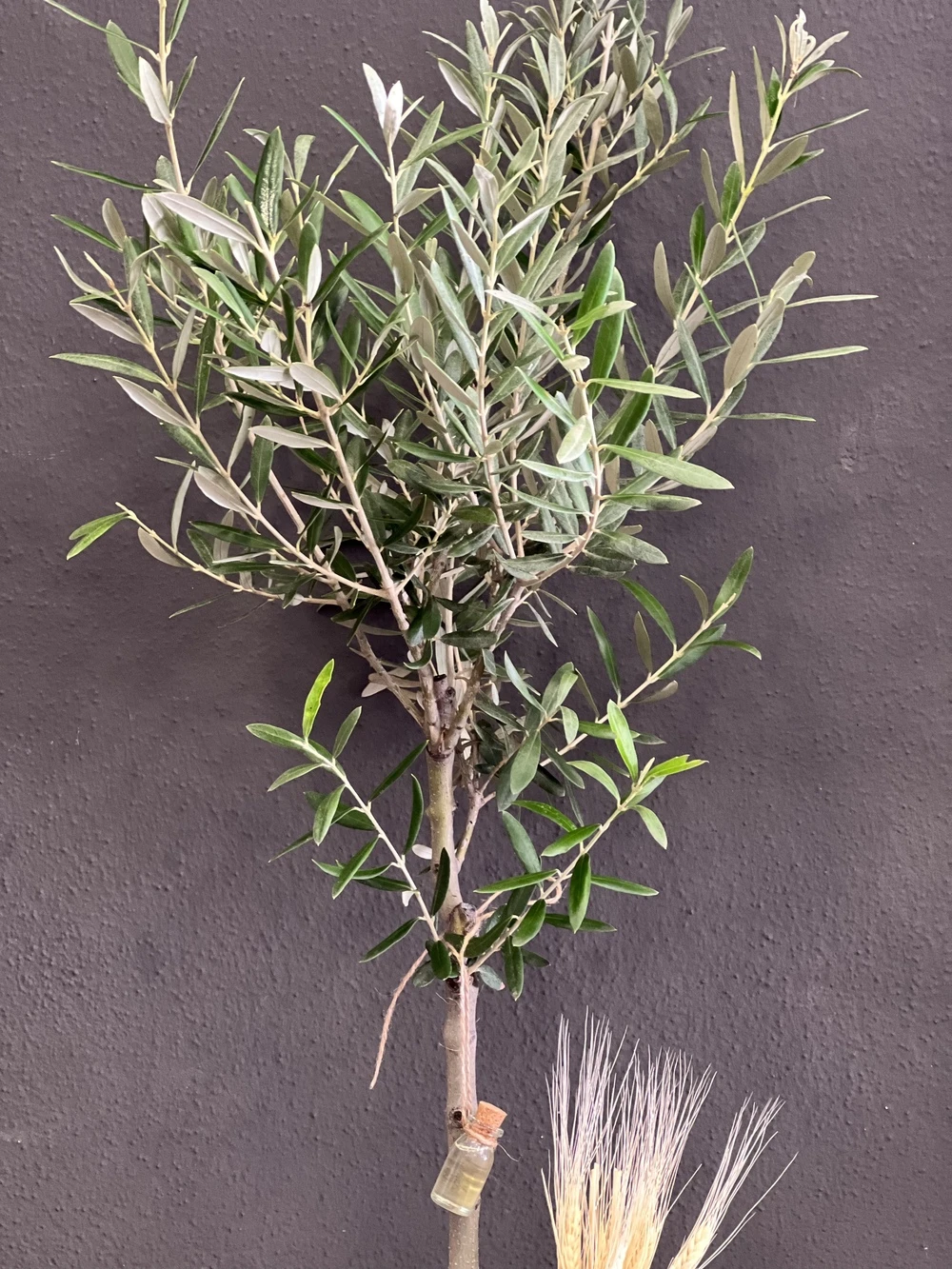 Zeytin Ağacı Büyük Boy