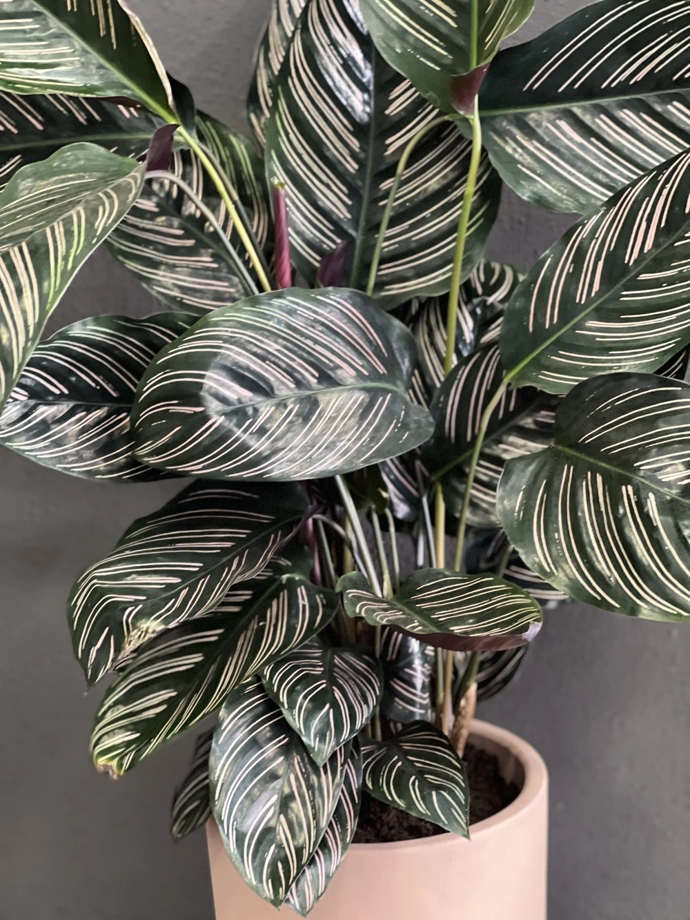 Galetya (Dua Çiçeği)