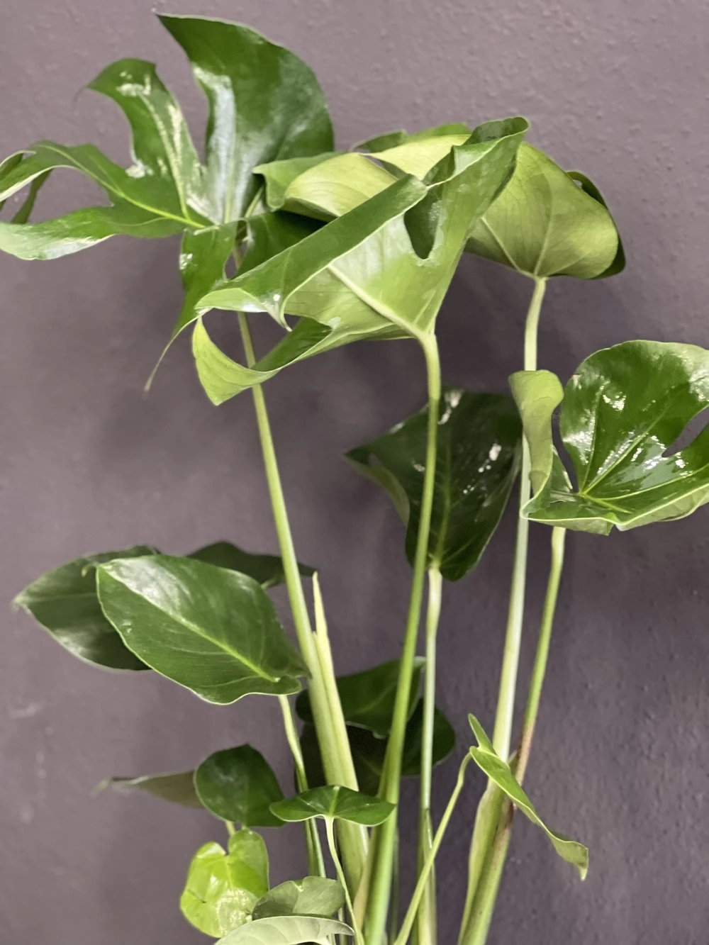 Monstera (Deve Tabanı)