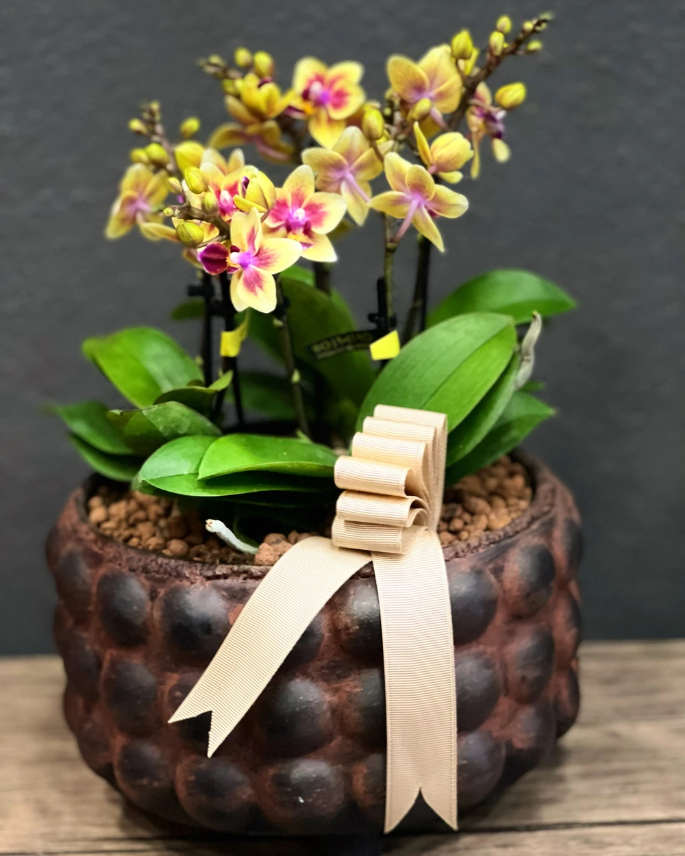 6 Dallı Sarı Mini Orkide