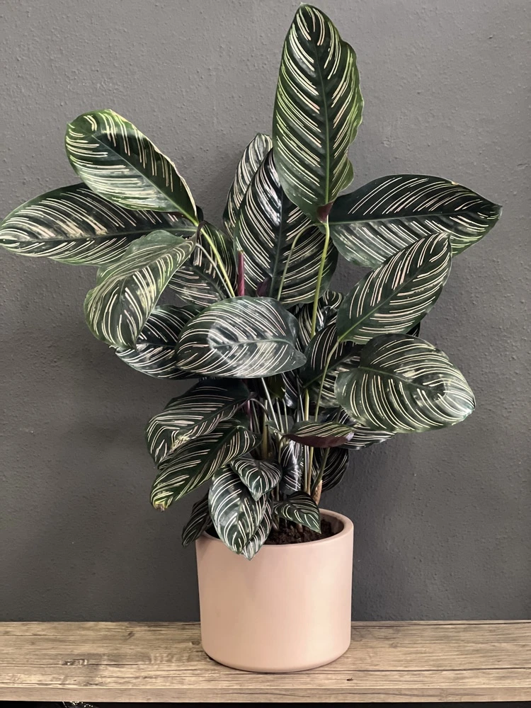 Galetya (Dua Çiçeği)