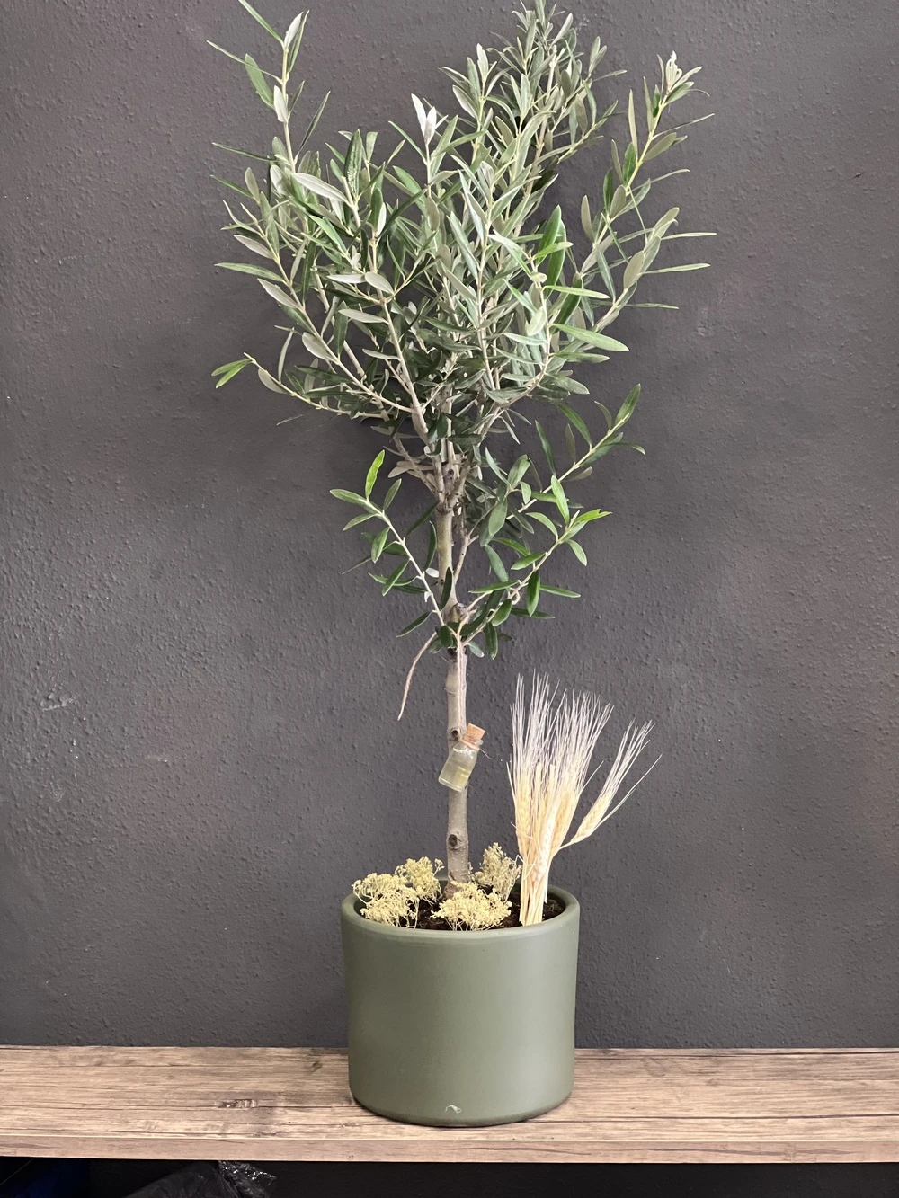 Büyük Boy Zeytin Ağacı